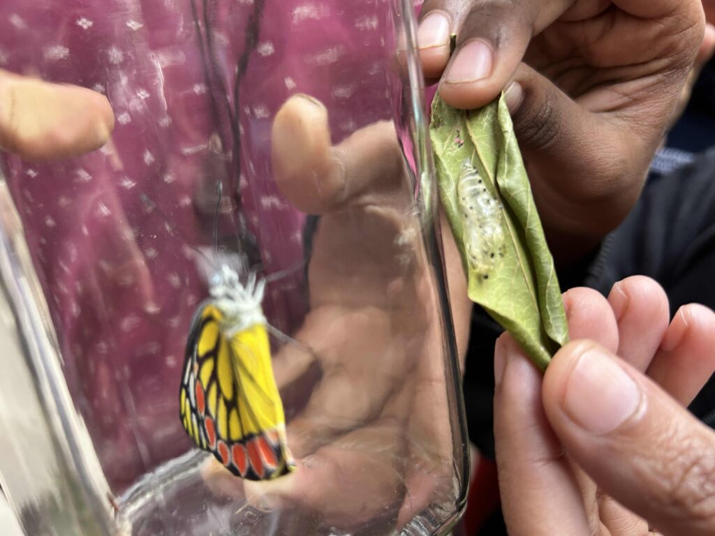 A yellow butterfly and a chrysalis- capturing a slow moment in nature