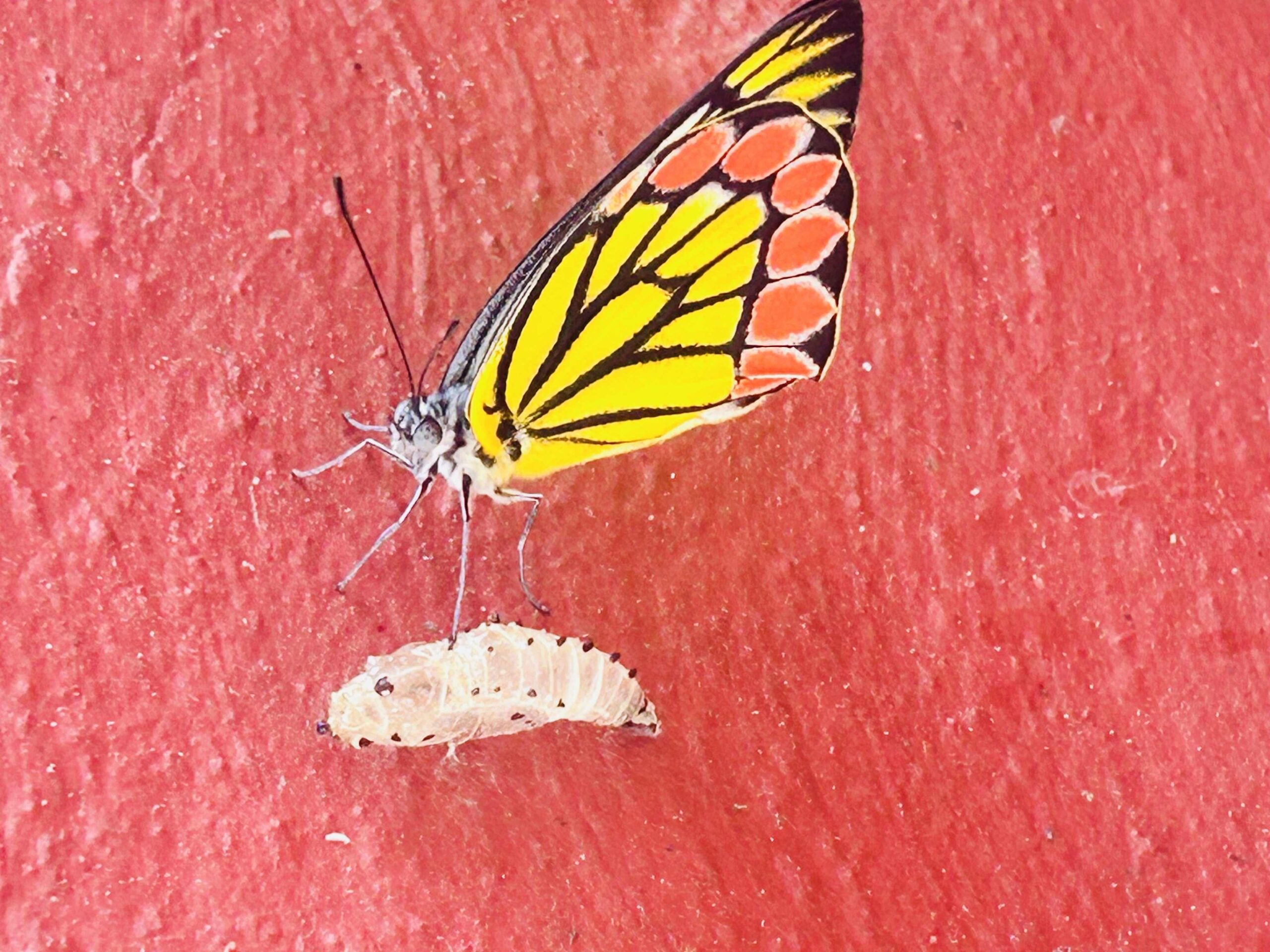 The Nature does not follow the to do list